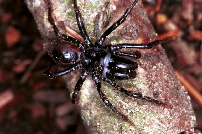 Atypus_piceus_RF0637_Z_82_Les Gris_Frankrijk.jpg
